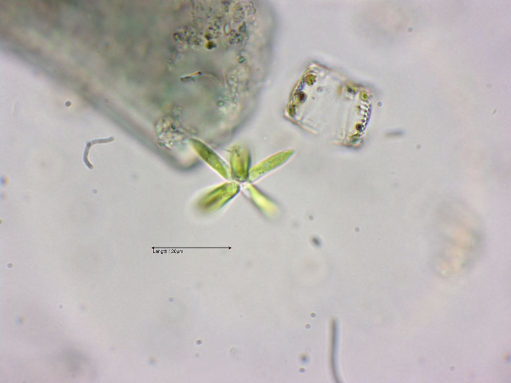 Actinastrum hantzschii