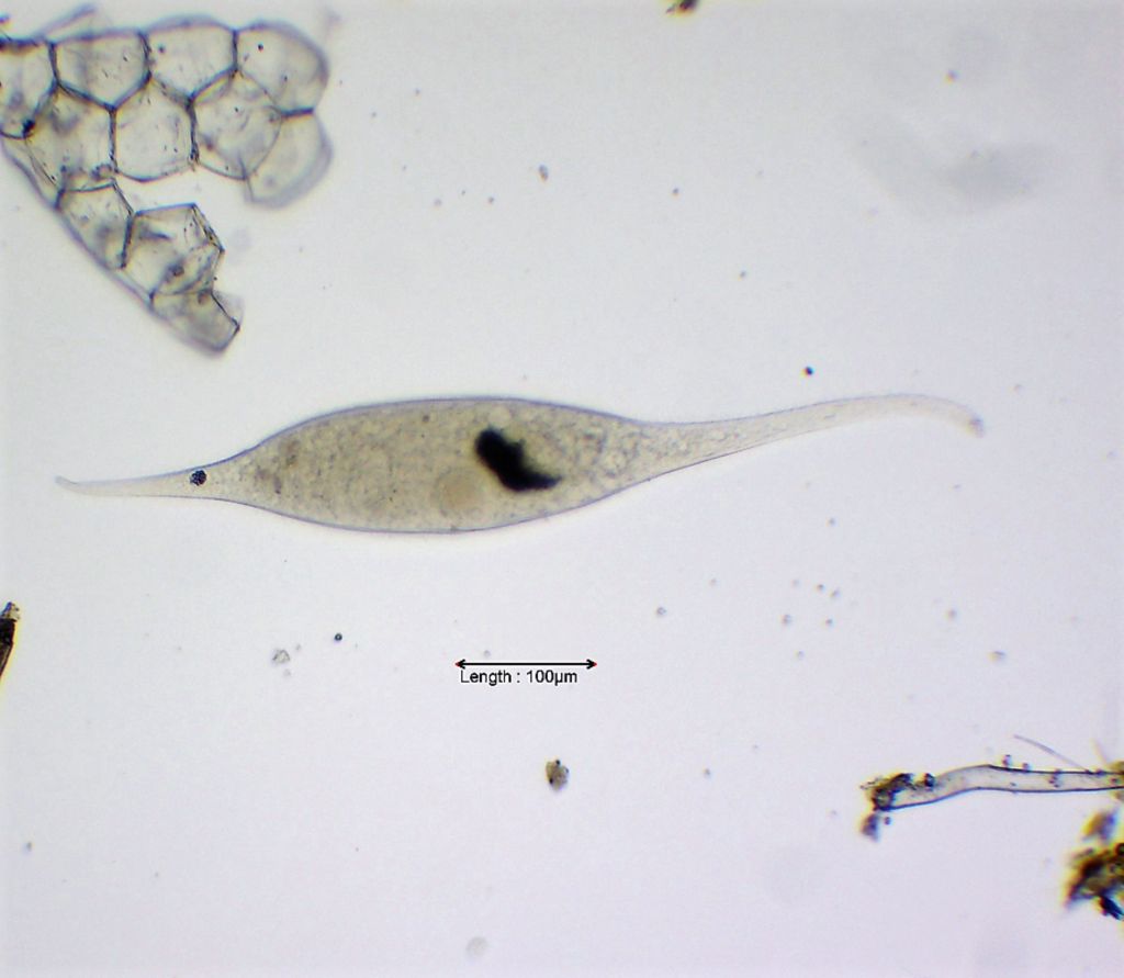 Amphileptus pleurosigma