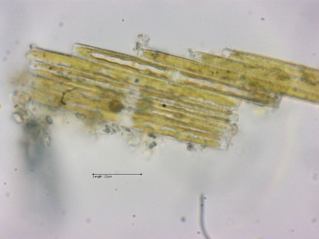 Bacillaria paxillifer