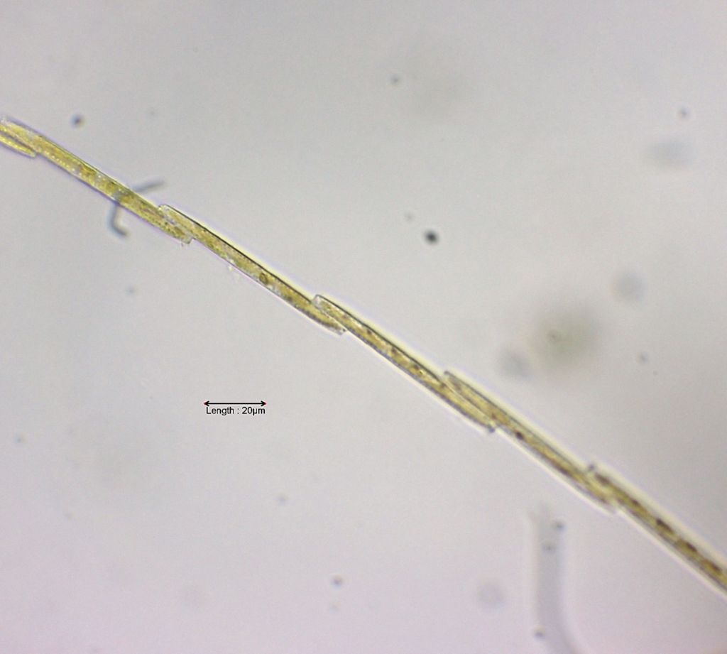 Bacillaria paxillifer