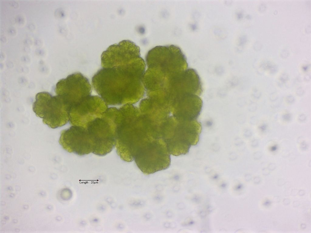 Botryococcus spec
