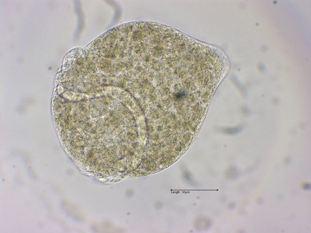Campanella umbellaria