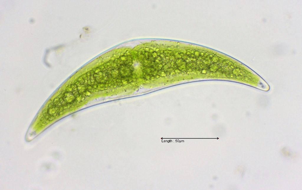 Closterium moniliferum