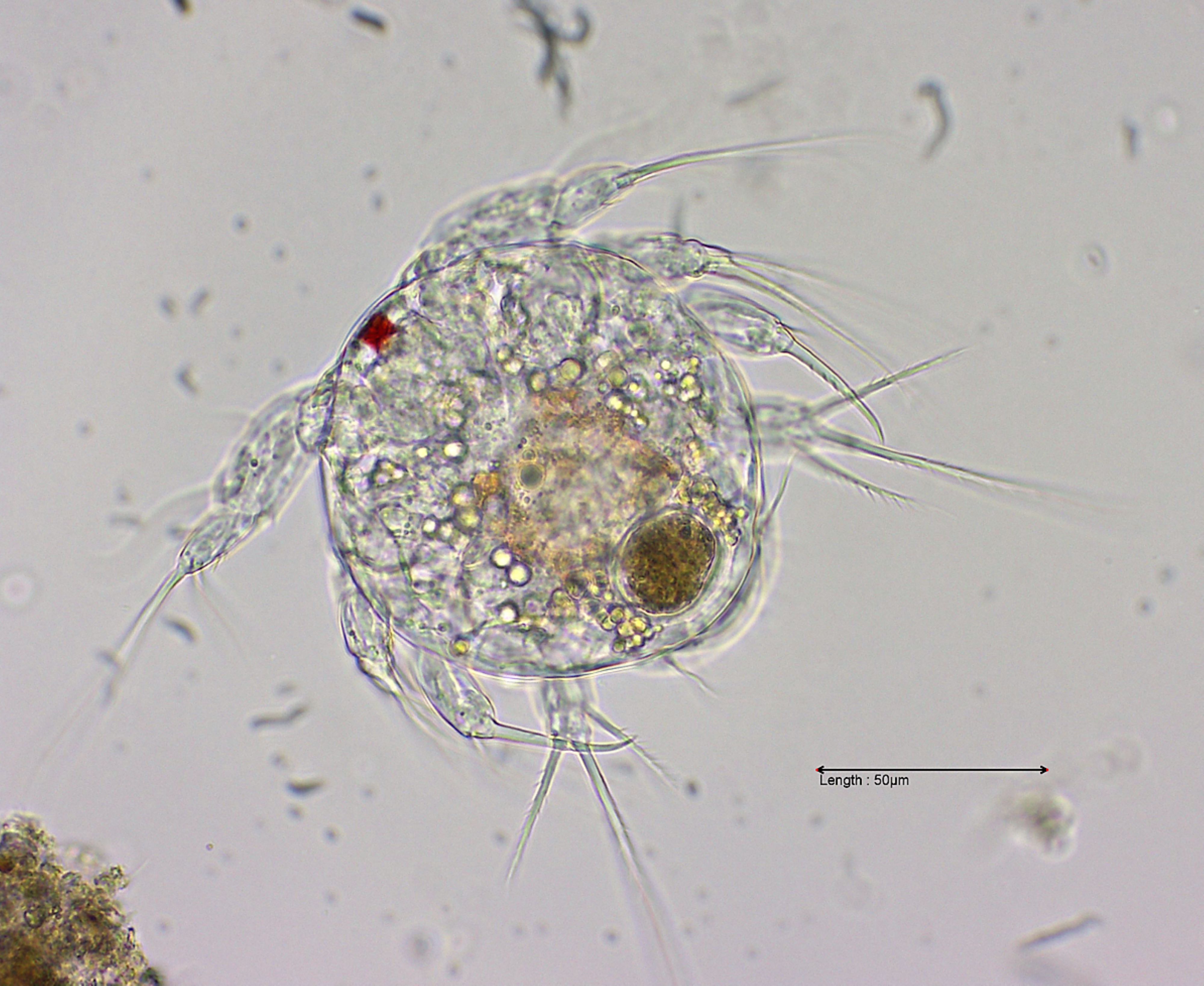  nauplius larve copepod