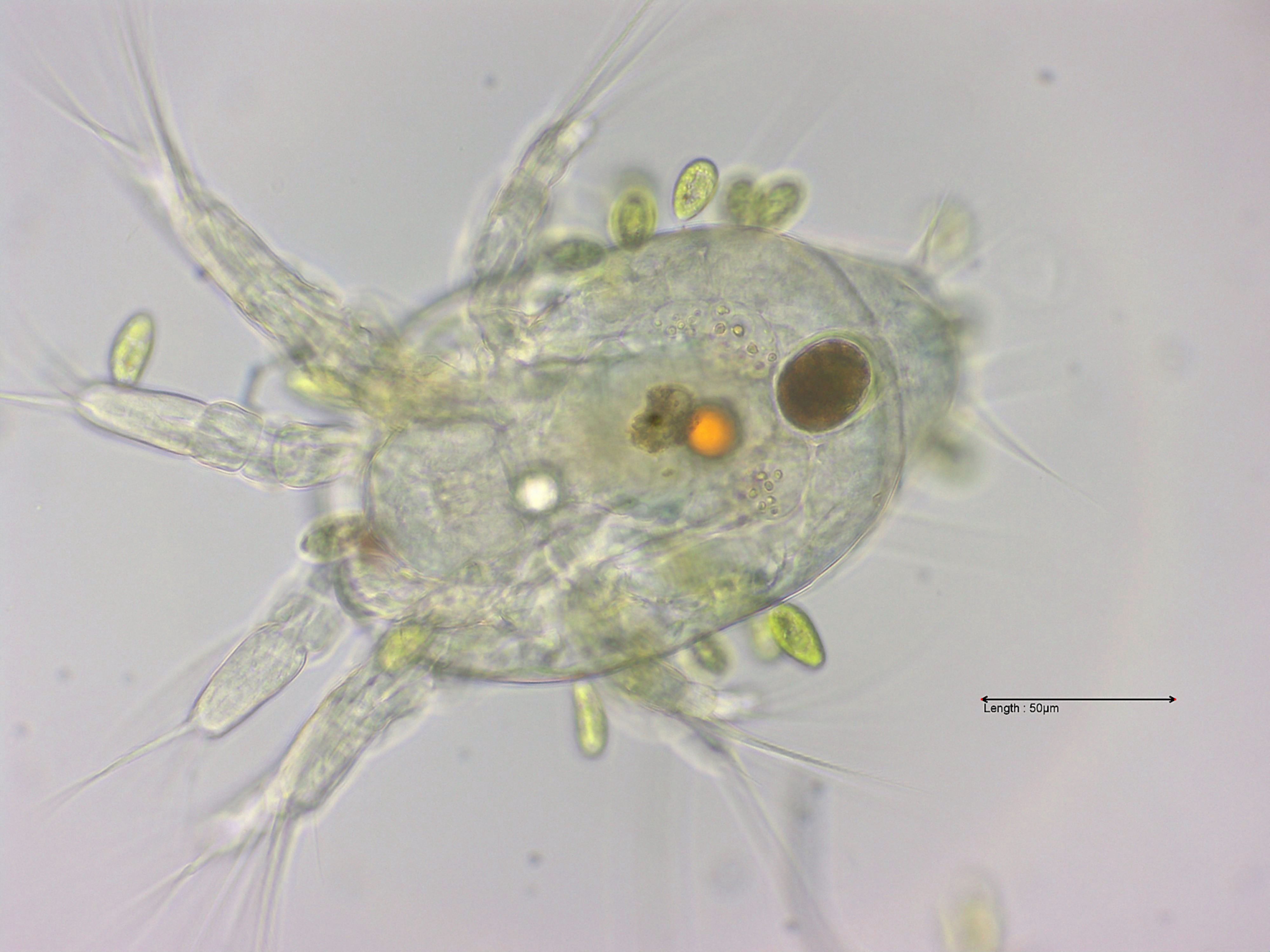 Cyclops naupilus larve