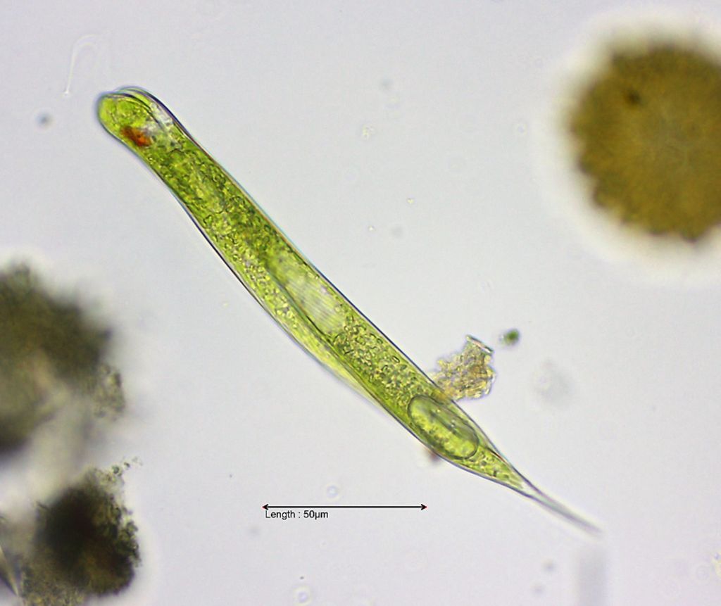 Euglena oxyuris 