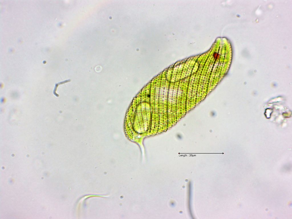 Euglena spirogyra