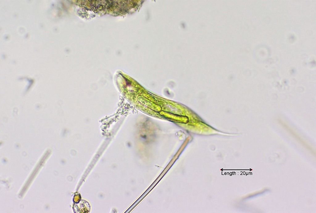 Lepocinclis tripteris