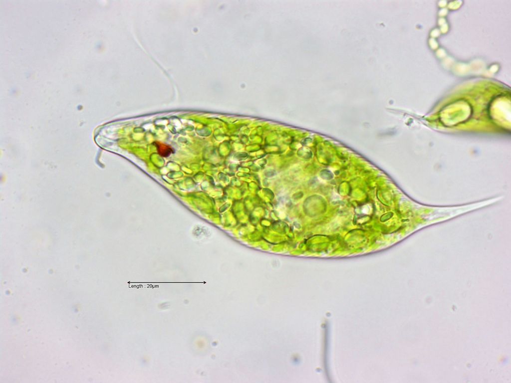 Euglena spec