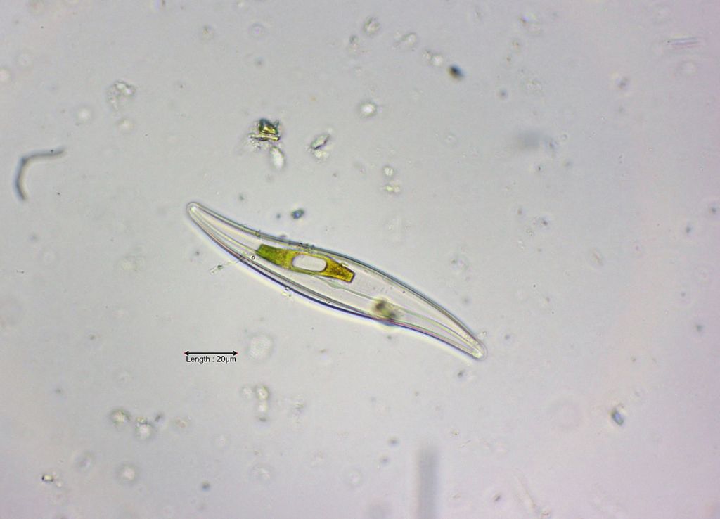 Gyrosigma acuminatum