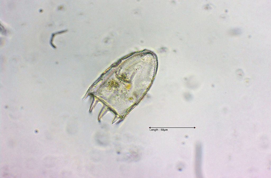 Keratella ticinensis