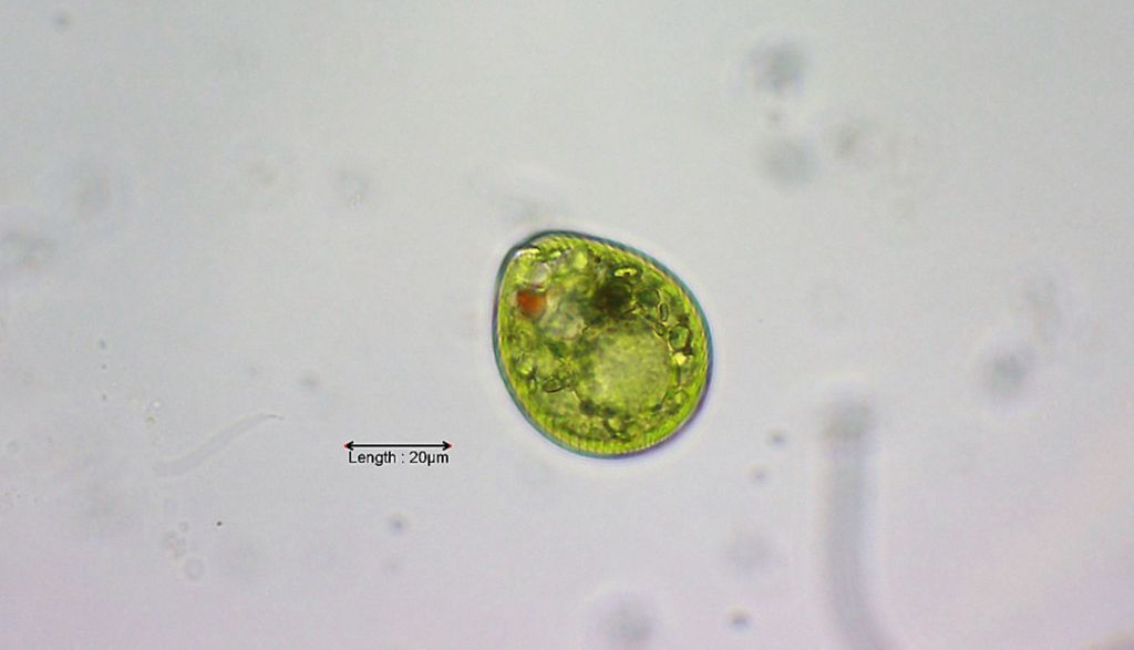 Euglena cf. salina