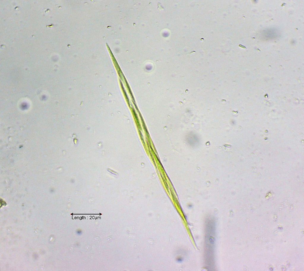 Monoraphidium griffithii