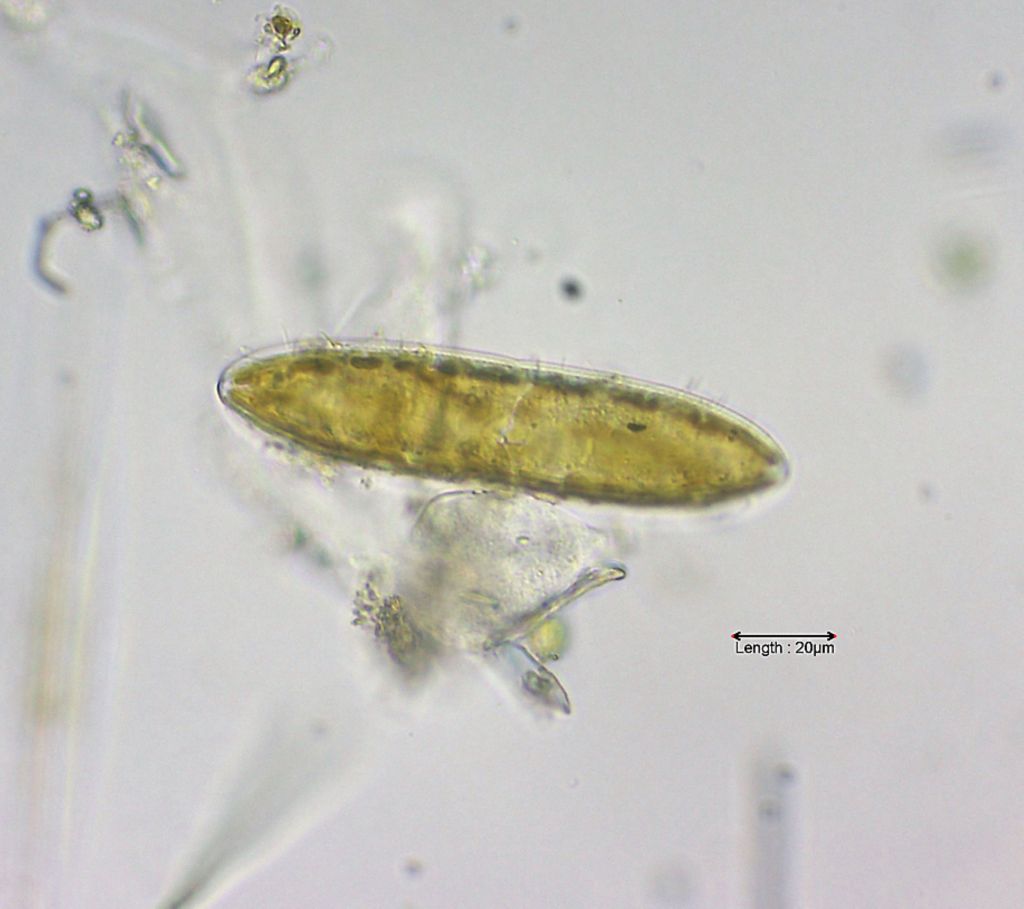 Neidium iridis