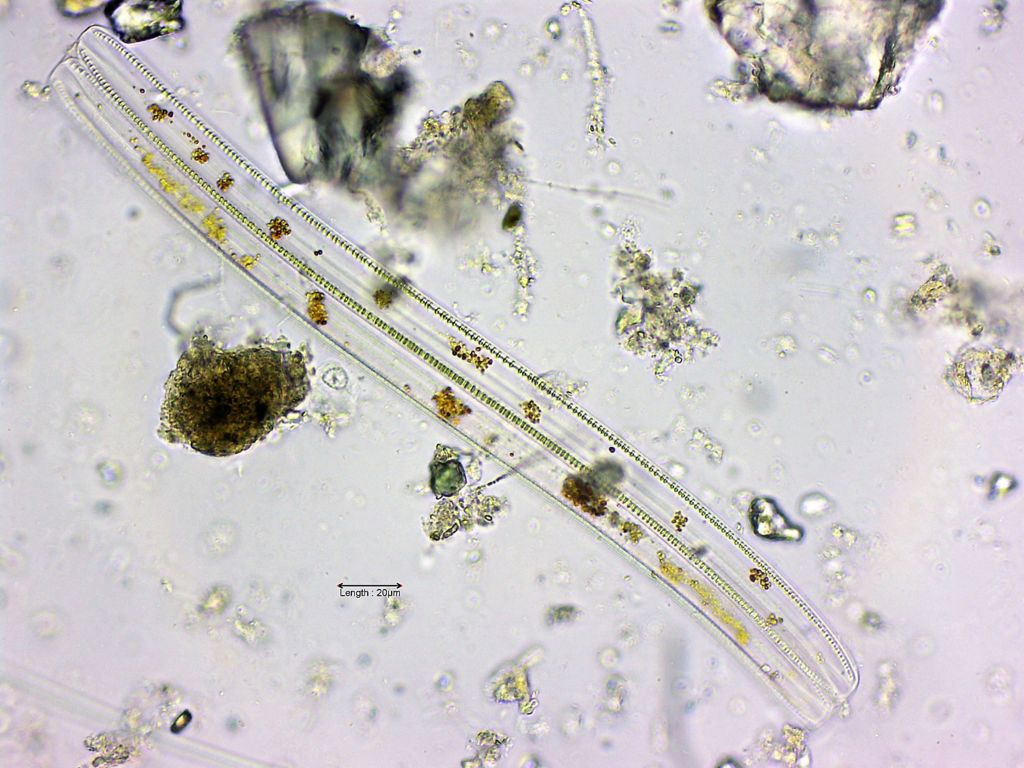 Nitzschia sigmoidea two cells after division