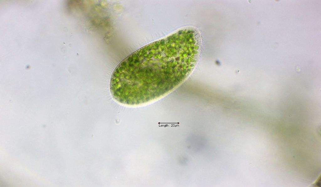 Paramecium bursaria
