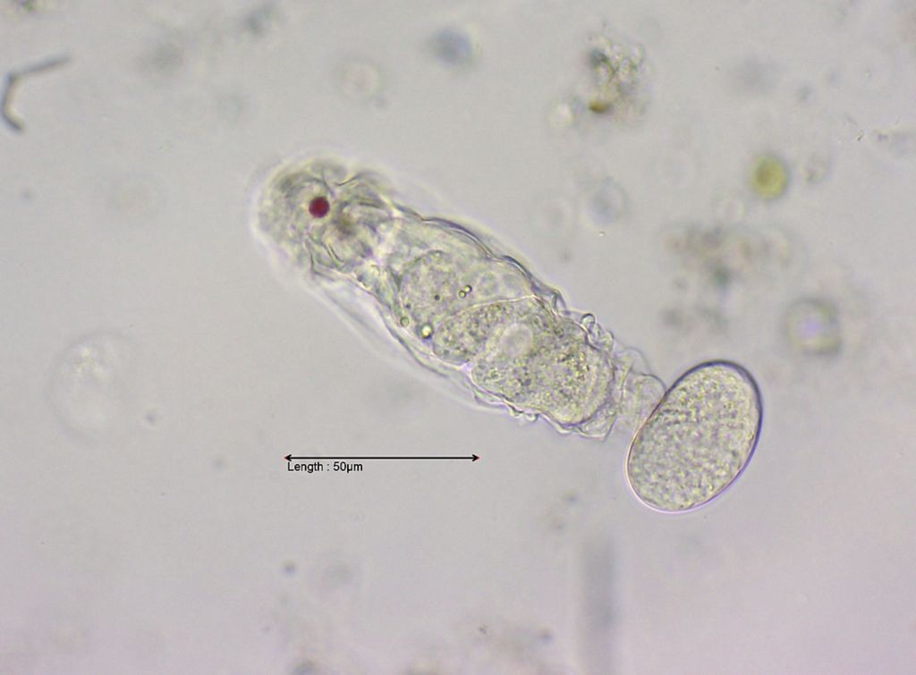 Proalides tentaculatus