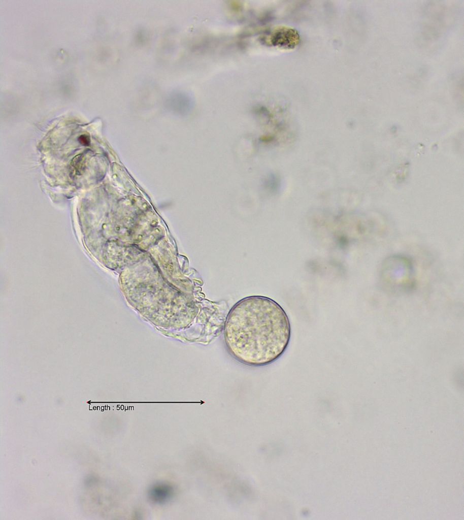 Proalides tentaculatus