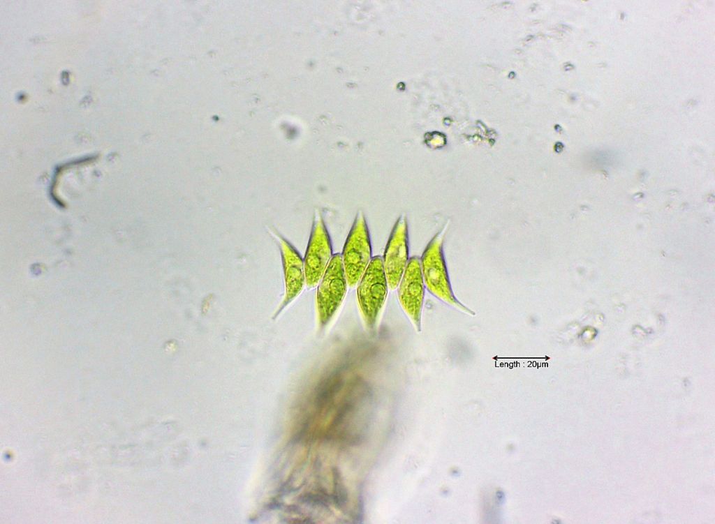 Scenedesmus acuminatus