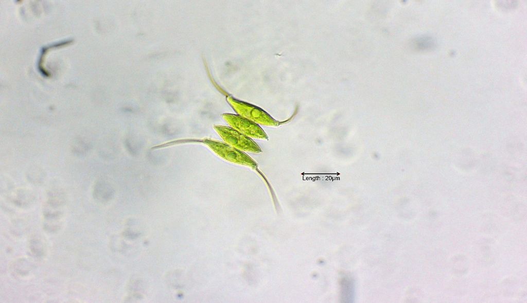 Scenedesmus opoliensis