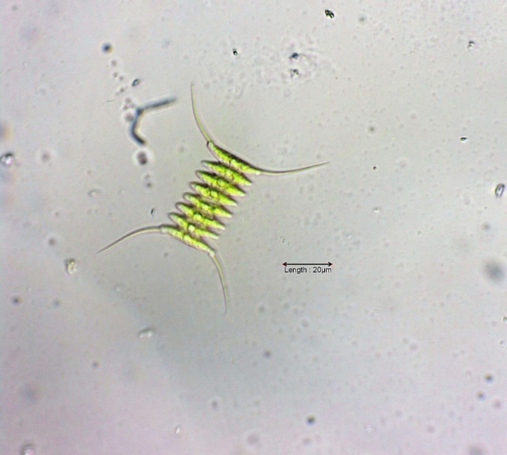 Scenedesmus opoliensis