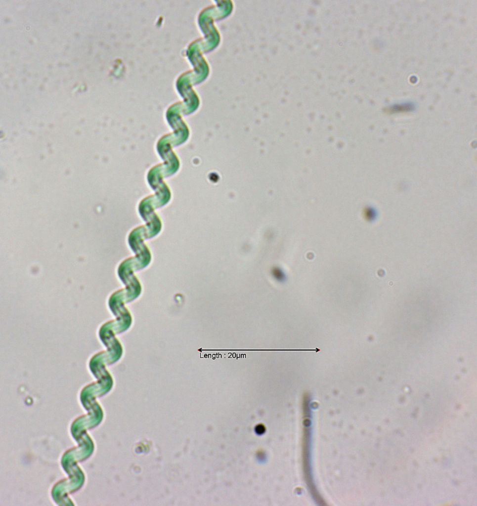 Spirulina spec