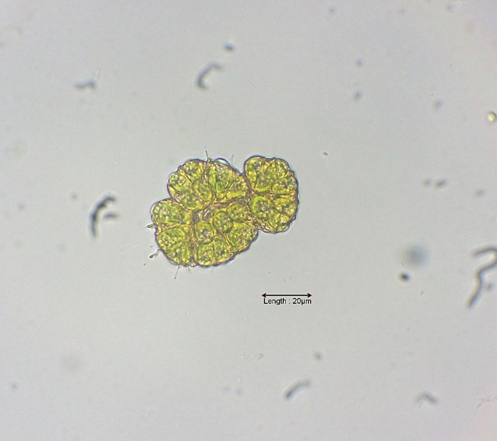 Botryococcus braunii