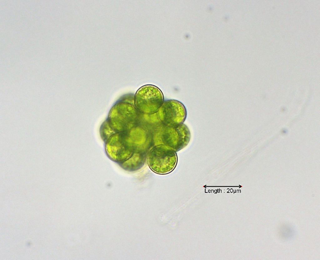 Coelastrum microporum