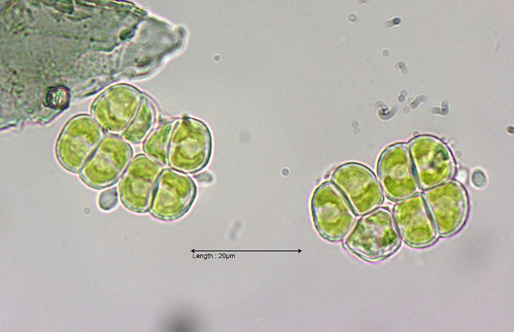 Desmococcus vulgaris