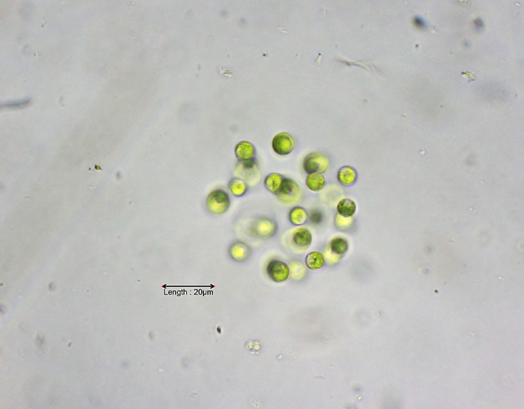 Dictyosphaerium pulchellum