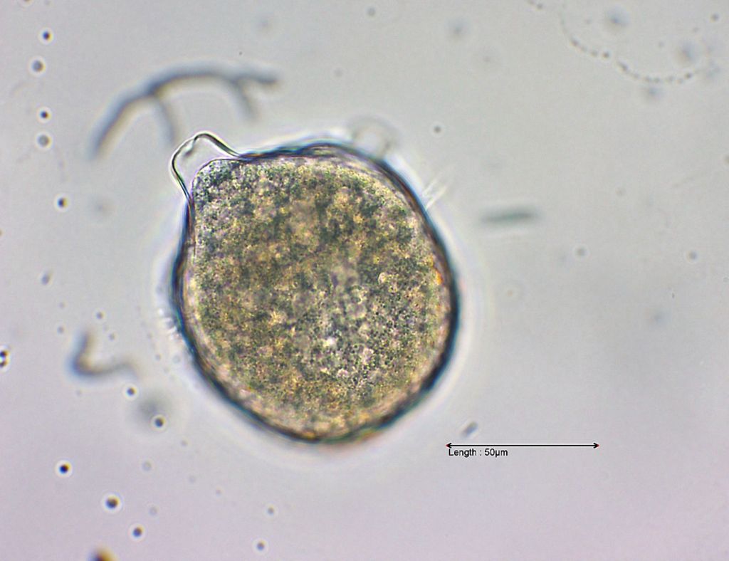 Monodinium balbianii