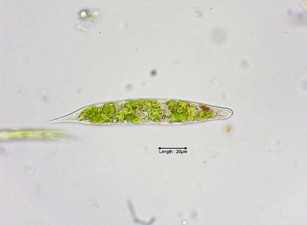 Euglena spec