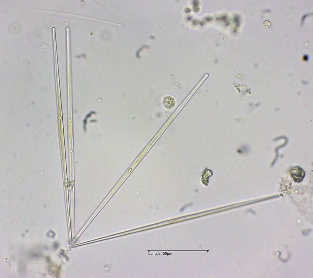 Fragilaria delicatissima
