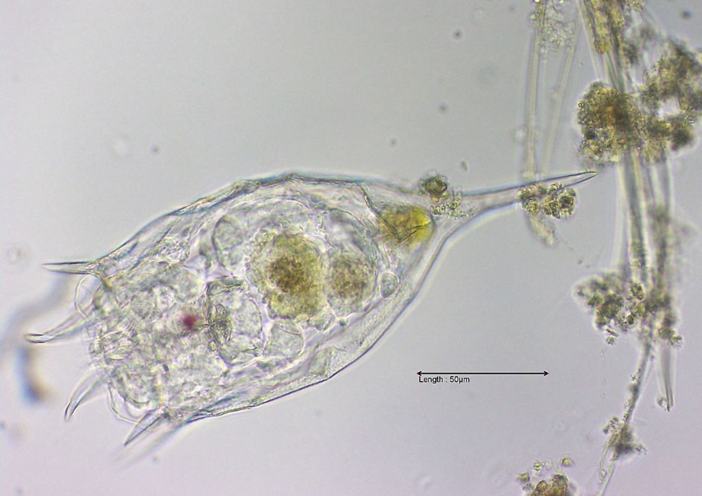 Keratella cochlearis