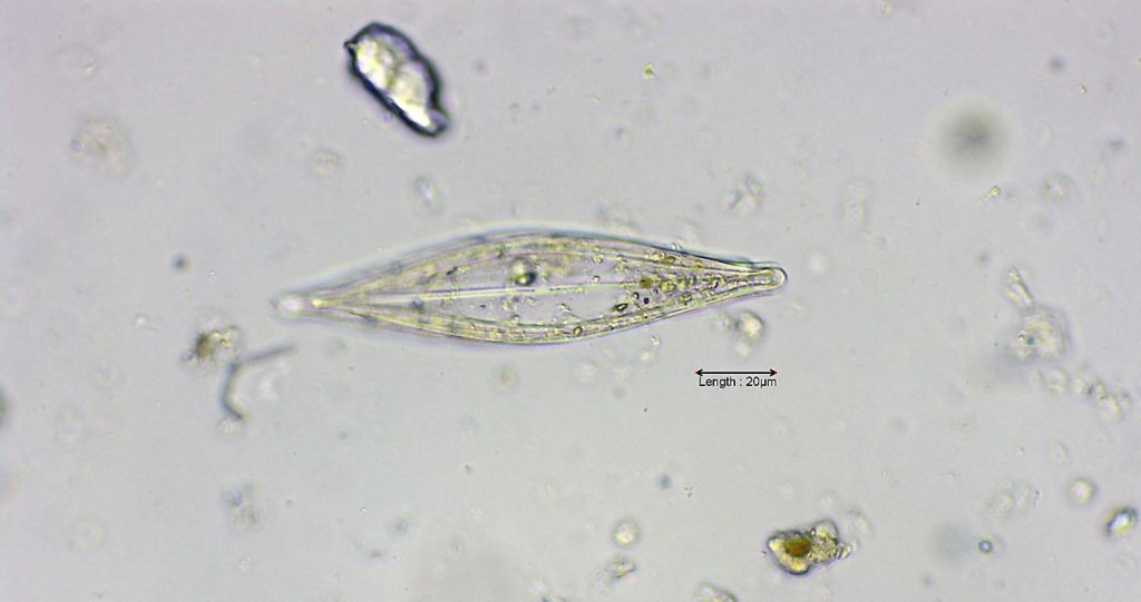 Navicula cuspidata