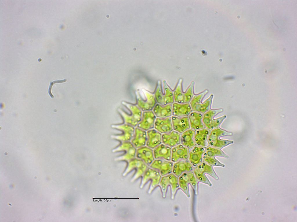 Pediastrum boryanum