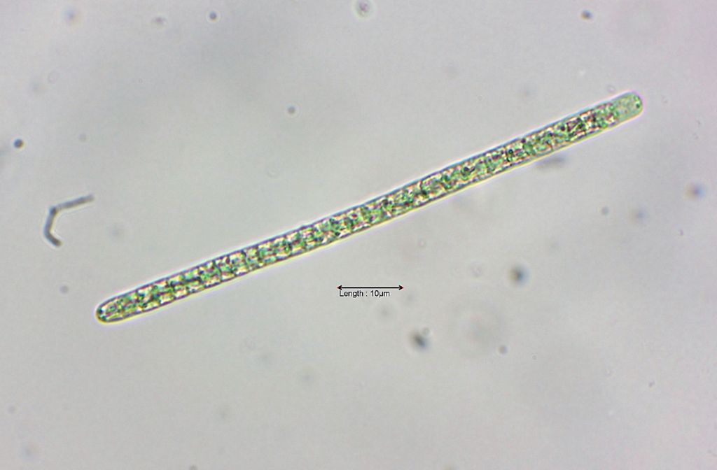 Planktothrix agardhii