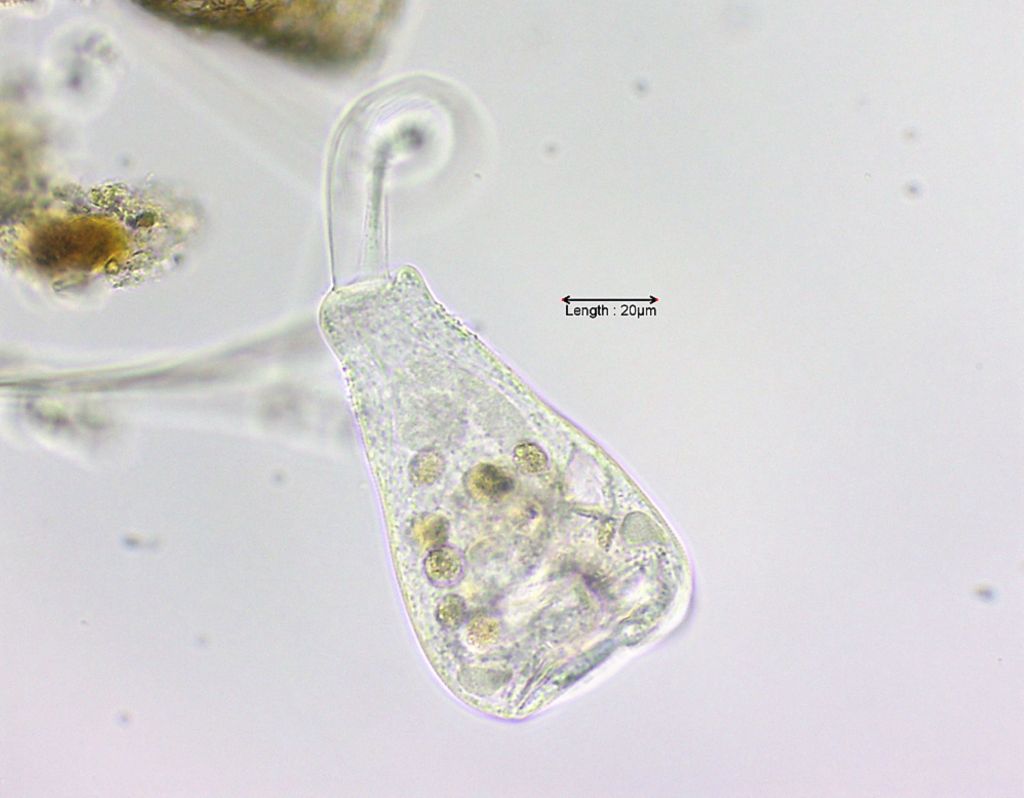 Pseudovorticella monilata