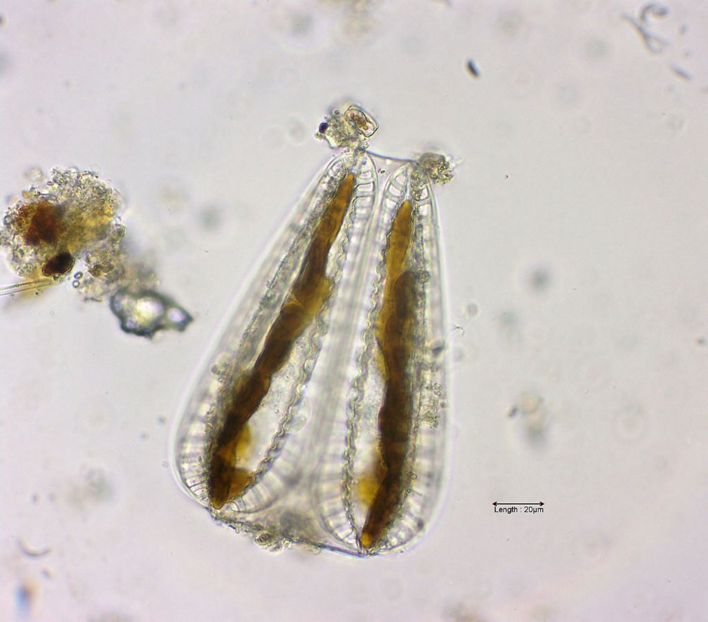 Surirella capronii