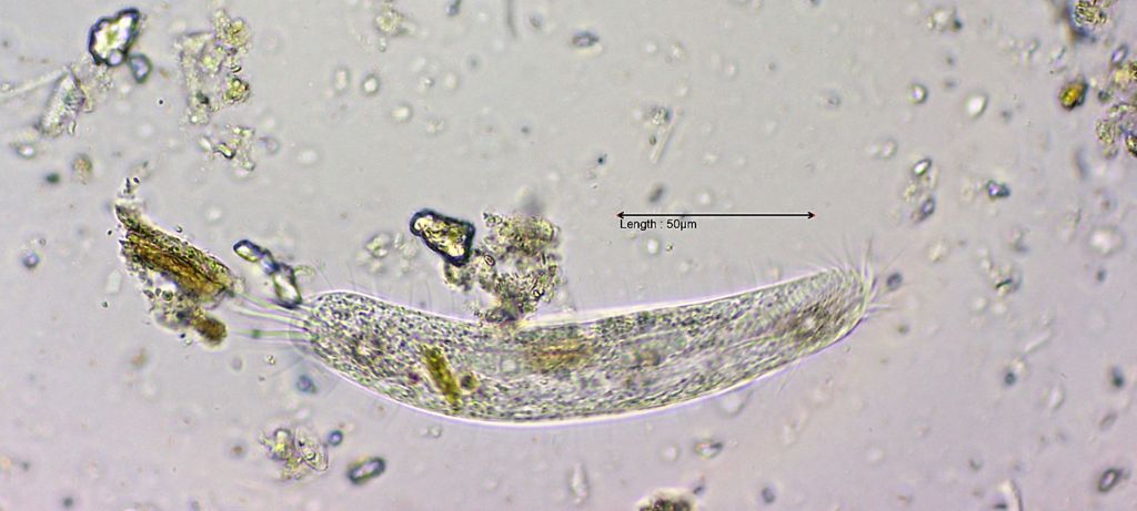 Tachysoma pellionellum