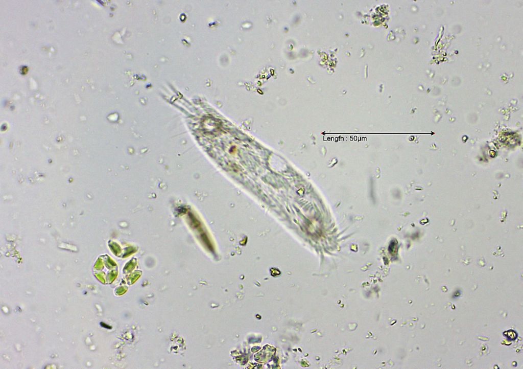 Tachysoma pellionellum