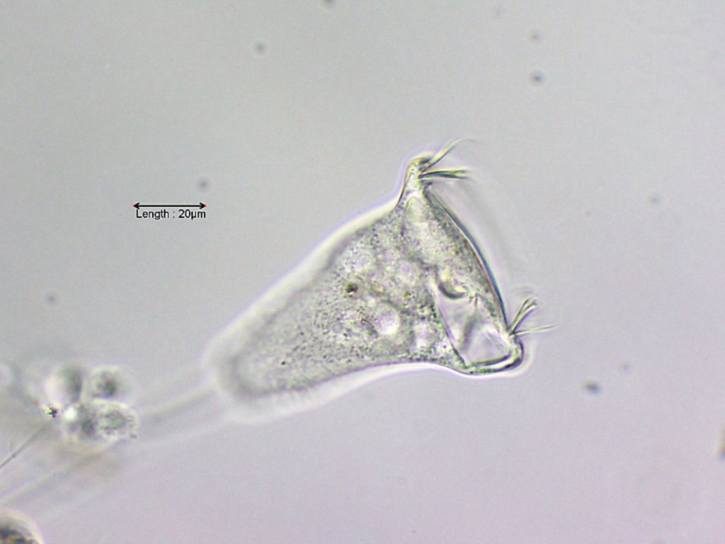 Vorticella spec