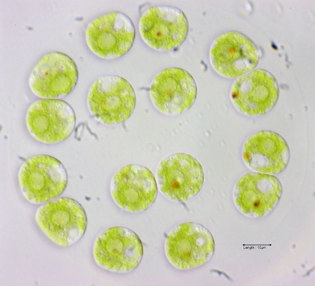 Eudorina spec