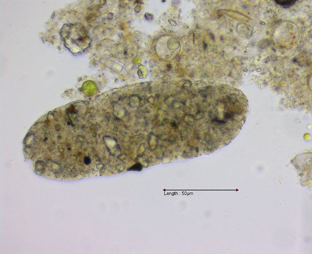 faeces pellet copepod