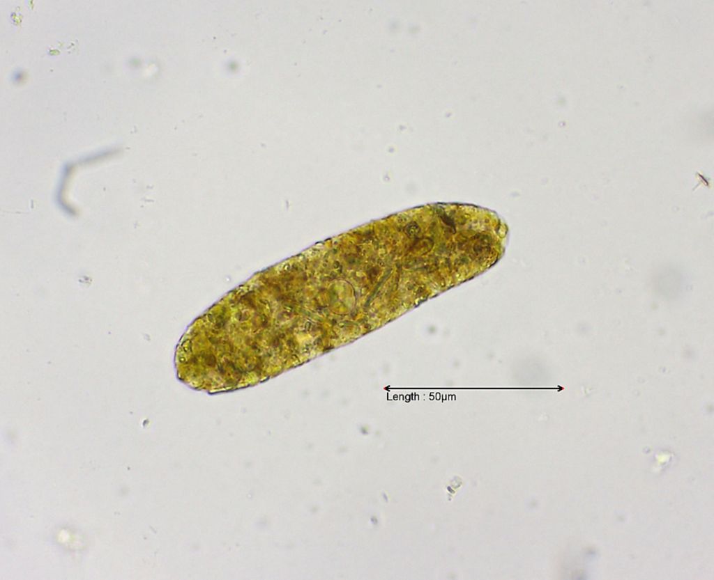 faeces pellet copepod