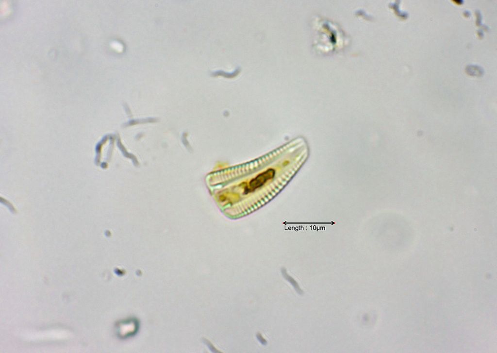 Rhoicosphenia curvata