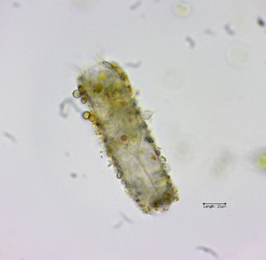 Tintinnidium fluviatile