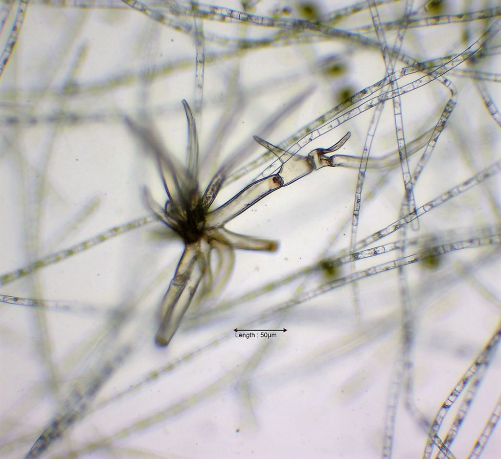 Trichome of Nymphaea 'Attraction'