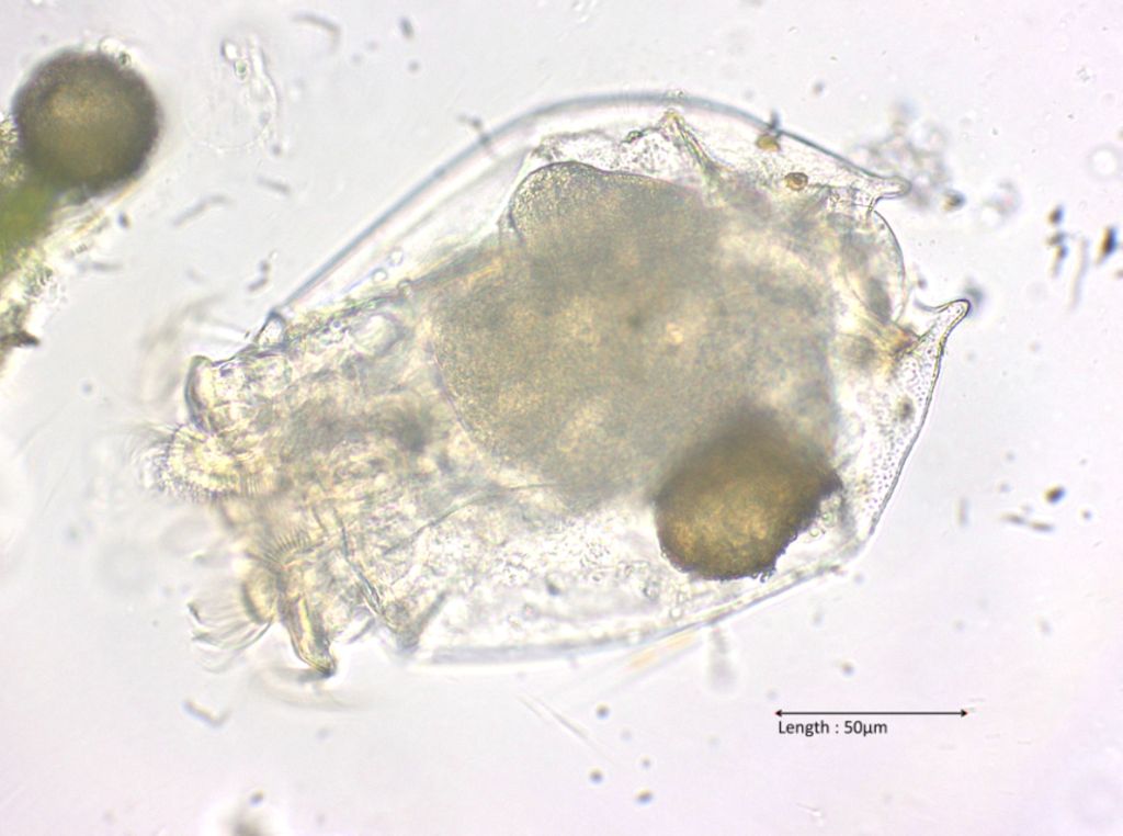 Brachionus spec