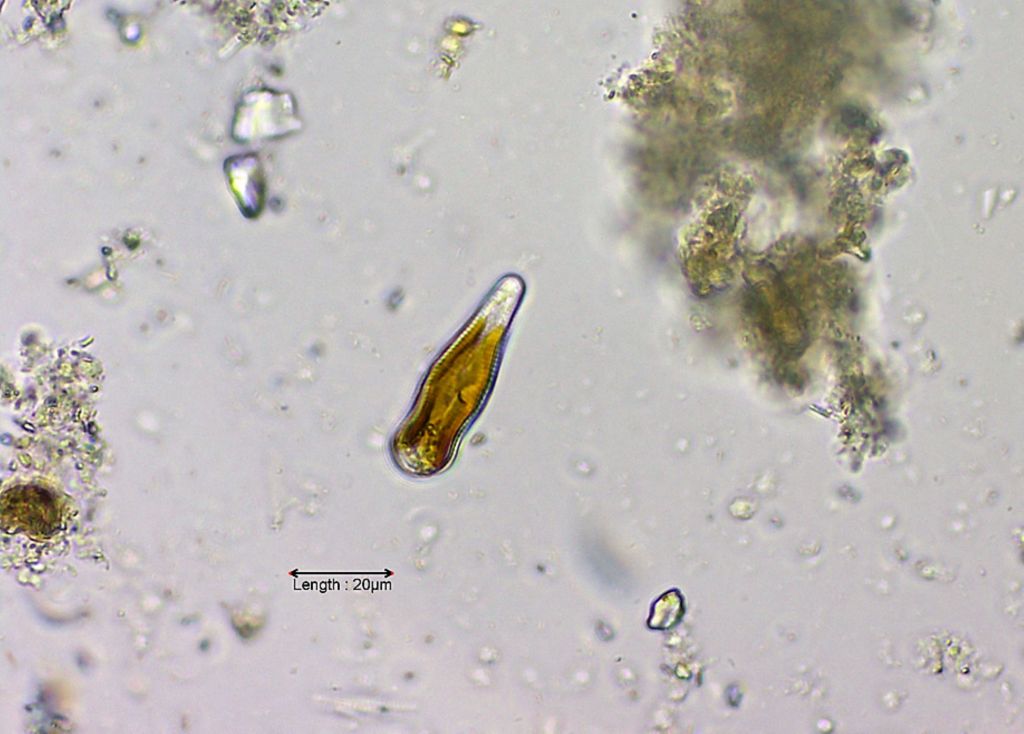 Gomphonema constrictum valve view